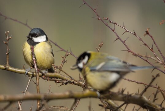 Great tit, great tit, parus major, birds, tits, passeri, songbirds, songbirds, tits, birds