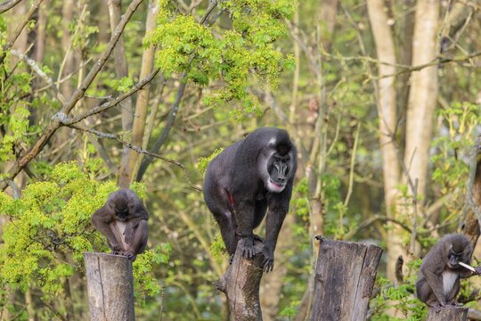 Three Drills (Mandrillus leucophaeus), a male and two females, sit high up on the three stumps of a cut tree and enjoy the early sunlight. A green forest can be seen in the background