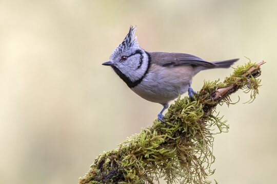 Crested Tit (Parus cristatus), sitting on a branch, Tyrol, Austria