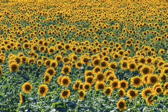 Field of sun flowers, Orenburg Oblast, Russia
