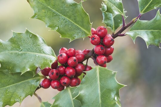 Holly (Ilex aquifolium), red fruits, Lower Saxony, Germany