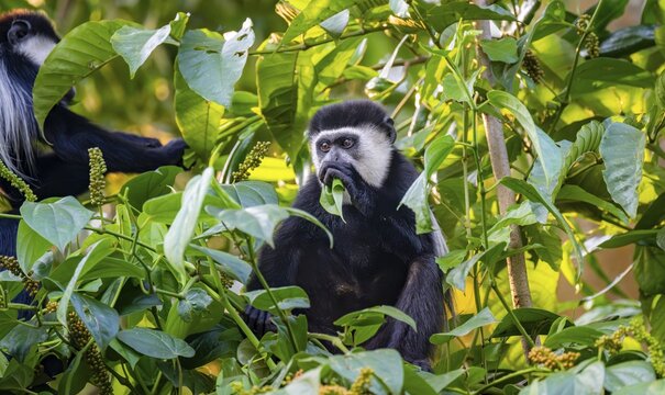 West African guereza or mantelaffe (Colobus guereza occidentalis) eating leaves, Bigodi, Western Region, Uganda