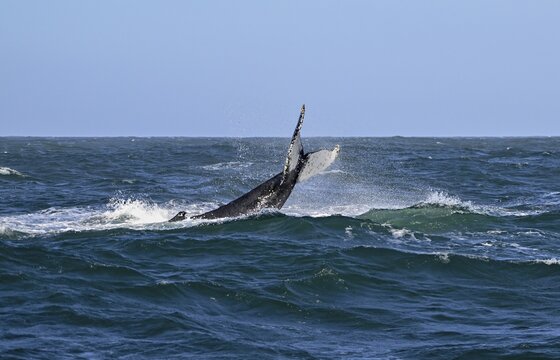 Humpback whale (Megaptera novaeangliae) near Gaansbai, Western Cape Province, South Africa