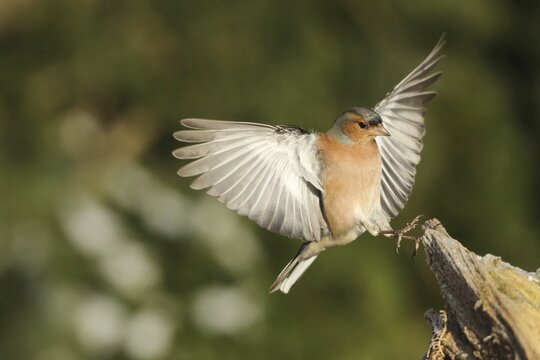 Common chaffinch (Fringilla coelebs) male approaching, Allg&auml;u, Bavaria, Germany