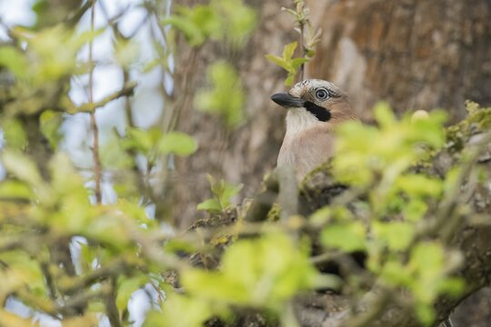 A jay (Garrulus glandarius) peers out from between green leaves, Hesse, Germany