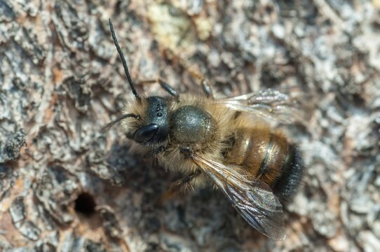 Apidae, bees, hymenoptera, osmia bicornis, osmia rufa, red mason bee, red mason bee, insects, insects, males, wild bees