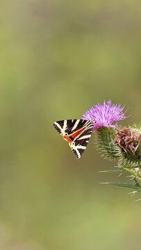 Jersey tiger or Spanish flag (Euplagia quadripunctaria), sucking nectar on the flower of a thistle (Cirsium arvense), in a vineyard, butterfly, close-up, Moselle valley, Cochem, Rhineland-Palatinate, Germany