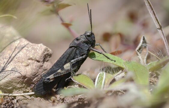 Acrididae, caelifera, field locusts, gomphocerinae, grasshoppers, short-feeler, psophus stridulus, red-winged snoring scare, grasshoppers, grasshoppers, insects, rattle grasshoppers