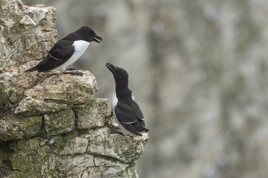 Razorbill (Alca torda) two adult seabird birds on a cliff ledge in summer, RSPB Bempton cliffs nature reserve, Yorkshire, England, United Kingdom