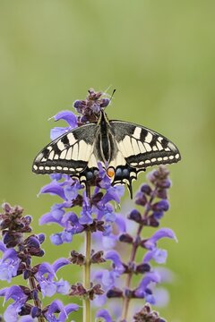 Swallowtail (Papilio machaon) in a meadow sage (Salvia pratensis), North Rhine-Westphalia, Germany