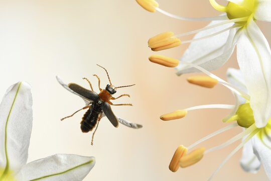 Soft beetle (Cantharis lateralis), in flight, on a flower of Foxtail lily (Eremurus), Germany
