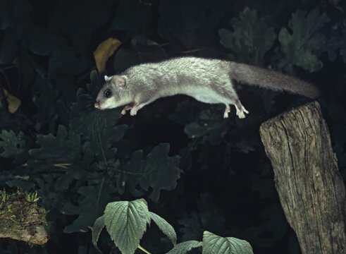 Edible dormouse, fat dormouse, glis glis, rodents, rodentia, dormouse, bilche, bolt, dormice, dormouse, mammals, pr&ouml;hl and leo, rodents, sleeper, jump, mammals
