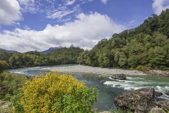 River and flowering gorse, Carretera Austral, Cisnes, Ays&eacute;n Province, Chile