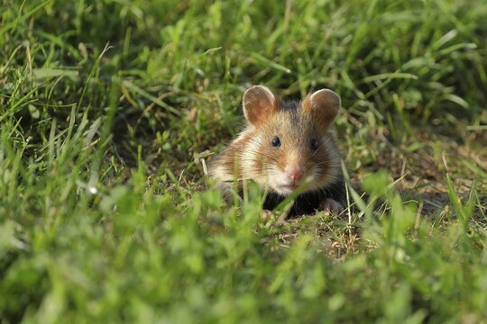 European hamster (Cricetus cricetus), in a meadow, just coming out of its burrow, Vienna, Lower Austria, Austria