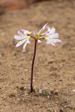 Belladonna lily (Amaryllis belladonna), true amaryllis, flowering, flower, Karoo Desert Botanic Garden, Worcester, Western Cape, South Africa, Africa, Germany
