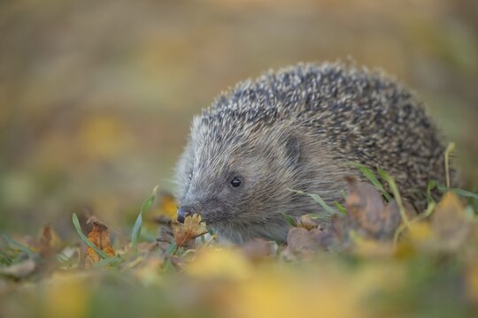 European hedgehog (Erinaceus europaeus) adult animal walking across a garden lawn with fallen autumn leaves, Suffolk, England, United Kingdom