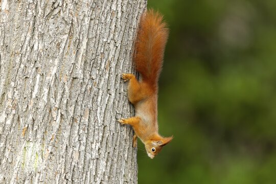 Eurasian red squirrel (Sciurus vulgaris) on a tree trunk, wildlife, Germany