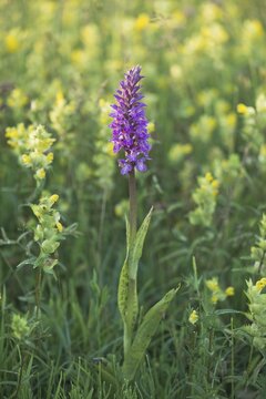 Moorland spotted orchid (Dactylorhiza maculata) between Rhinanthus, Langeoog, Lower Saxony, Germany