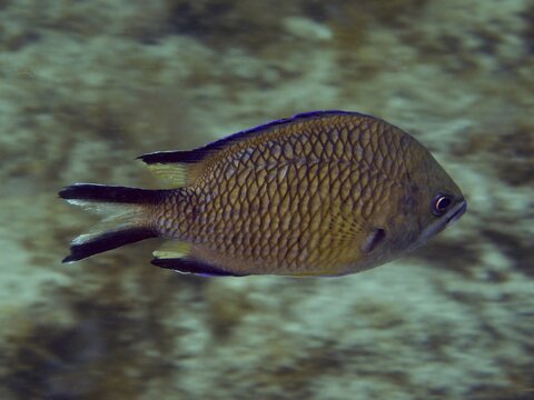 Side view of a swimming fish with a distinct scale pattern, Atlantic damselfish (Chromis limbatus), dive site: El Cabron Marine Reserve, Arinaga, Gran Canaria, Spain, Europe, Atlantic Ocean