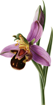 Purple orchid bloom with a fuzzy dark lip