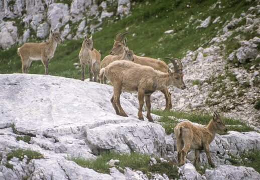 Alpine ibex, artiodactyla, capra ibex, even-toed ungulate, cloven-hoofed, Slovenia, ibex, Triglav national park, adolescent, juvenile, mammals, national park, mammals, Triglav, goats