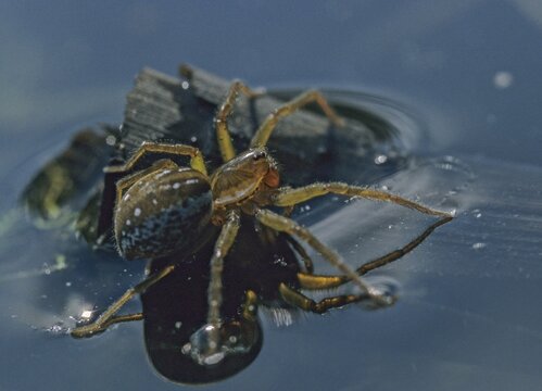 Water edge wolf spider, pirata piraticus, pirate wolf spider, pirate wolf spider, arachnids, pond pirate, spiders, spiders