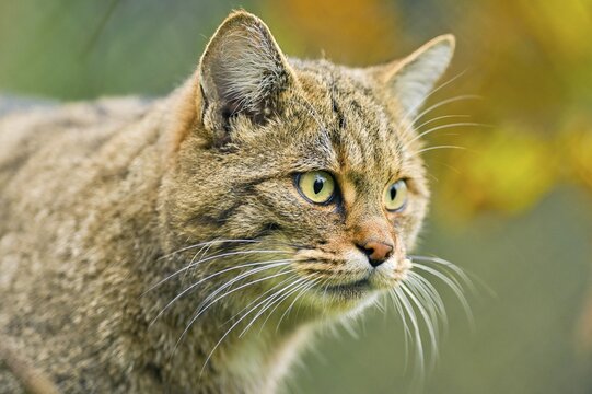 European wildcat (Felis silvestris silvestris), captive, Switzerland