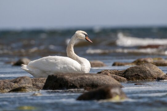 Cygnus olor, Mute Swan, Sweden, Anatidae, birds, duckbirds, mute swan, swans, swans, Sweden, birds, waterbirds, waterbirds, &Ouml;land