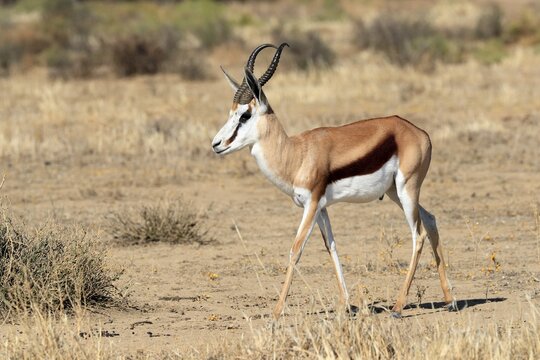 Springbok (Antidorcas marsupialis), adult, male, foraging, running, Mountain Zebra National Park, Eastern Cape, South Africa