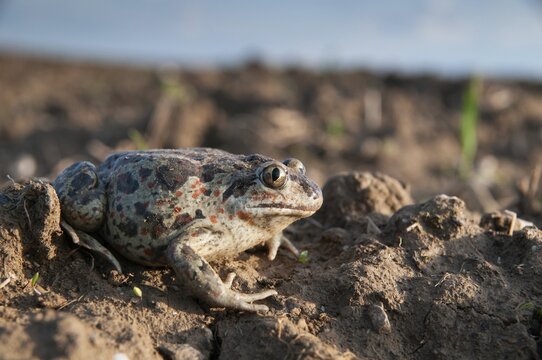 Common spadefoot, garlic toad, pelobates fuscus, field, amphibians, amphibians, agriculture, amphibians, toads