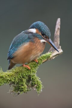 Common kingfisher (Alcedo atthis), Emsland, Lower Saxony, Germany