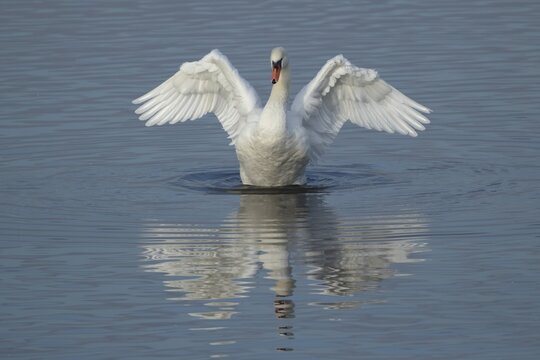 Mute swan (Cygnus olor) adult bird flapping its wings on a lake, England, United Kingdom