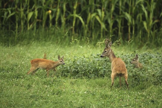 European roe deer (Capreolus capreolus) buck peeing in the meadow, two fawns watching with interest, Lower Austria, Austria