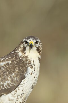 Buzzard (buteo buteo), light-coloured variant, light morph, side view, animal portrait, wildlife, North Rhine-Westphalia, Germany