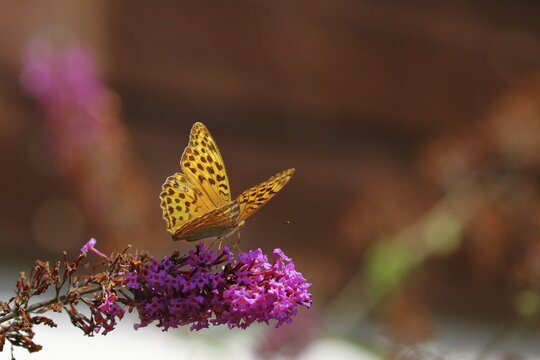 Silver washed fritillary (Argynnis paphia), on summer lilac (Buddleja davidii) or butterfly bush, North Rhine-Westphalia, Germany