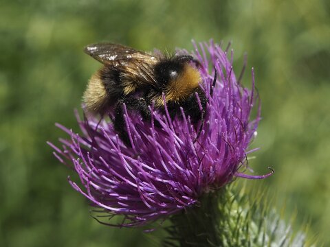 A macro photograph of a meadow bumblebee (Bombus pascuorum) on a purple flower against a green background. A detailed nature photograph, H&uuml;ttchopf, T&ouml;sstal, Canton of Zurich, Switzerland
