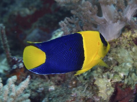 Yellow-blue fish, Bicolor angelfish (Centropyge bicolor), gliding along soft corals, dive site Close Encounters, Permuteran, Bali, Indonesia