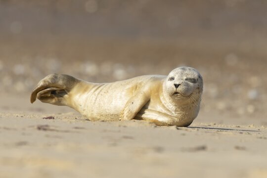 Common or Harbor or Harbour seal (Phoca vitulina) adult animal sleeping on a seaside beach, England, United Kingdom