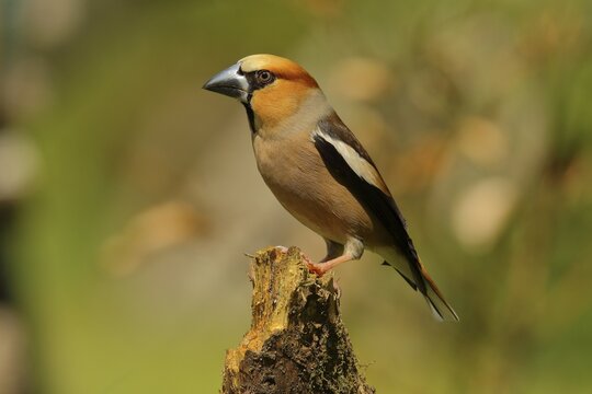Hawfinch (Coccothraustes coccothraustes) with black beak, sits on deadwood, Wilden, North Rhine-Westphalia, Germany