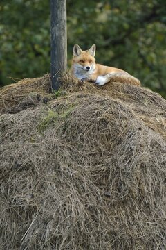 Red Fox (Vulpes vulpes) lying on a haystack, Canton of Zurich, Switzerland