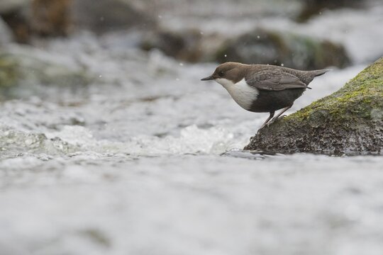 White-breasted dipper (Cinclus cinclus), Emsland, Lower Saxony, Germany