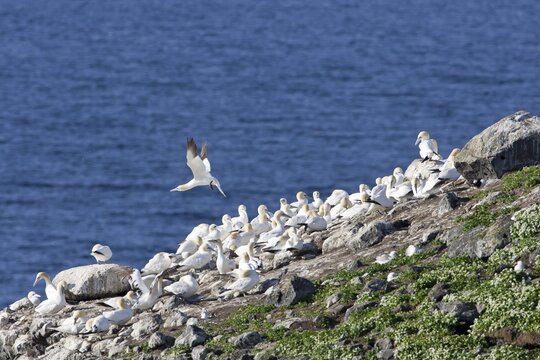 Northern Gannets (Morus bassanus), colony on a volcanic vent in the sea, Rau&eth;inupur, Iceland, Europe