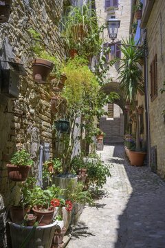 Lush plant decoration in the narrow streets of, Torre di palm tree, province of Fermo, Italy