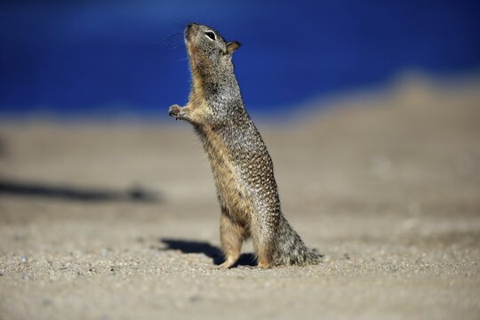 California ground squirrel (Citellus beecheyi), adult, standing upright, curious, California, USA