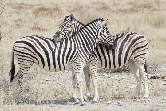 Two Burchell's zebra (Equus quagga), Etosha National Park, Namibia