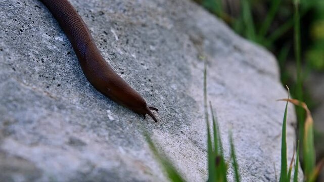 Brown slug crawling slowly on a grey rock