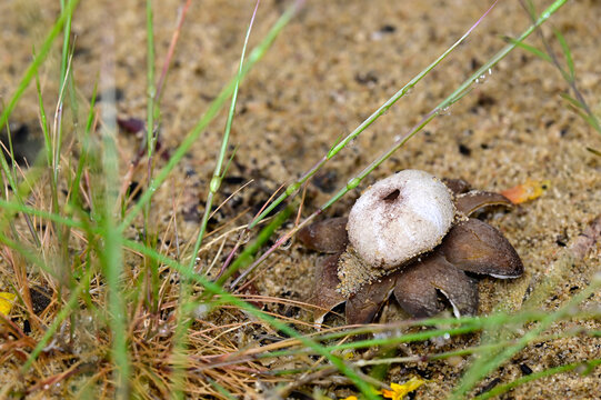 False earthstar // Falscher Erdstern (Astraeus telleriae) - Do&ntilde;ana National Park, Spain