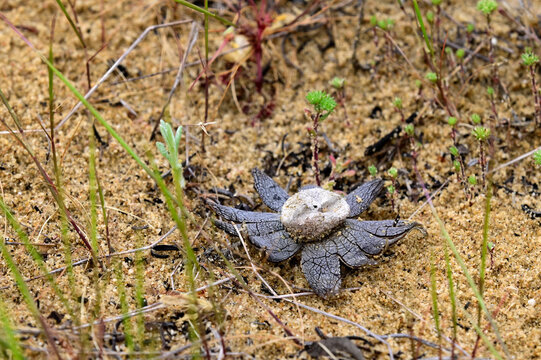 False earthstar // Falscher Erdstern (Astraeus telleriae) - Do&ntilde;ana National Park, Spain