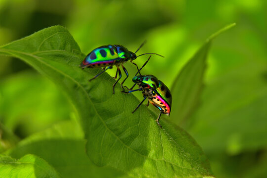 Close up macro shot of two metallic green jewel bugs with black spots perched on a fresh green leaf under soft outdoor daylight.