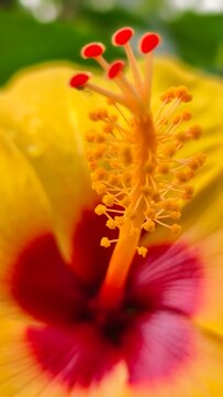 Close-up view of the reproductive organs of a beautiful yellow Hibiscus rosa-sinensis flower. Detailed texture of stamen, anthers, and red stigma in macro photography.